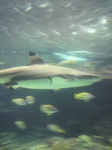 水族館