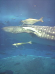 水族館